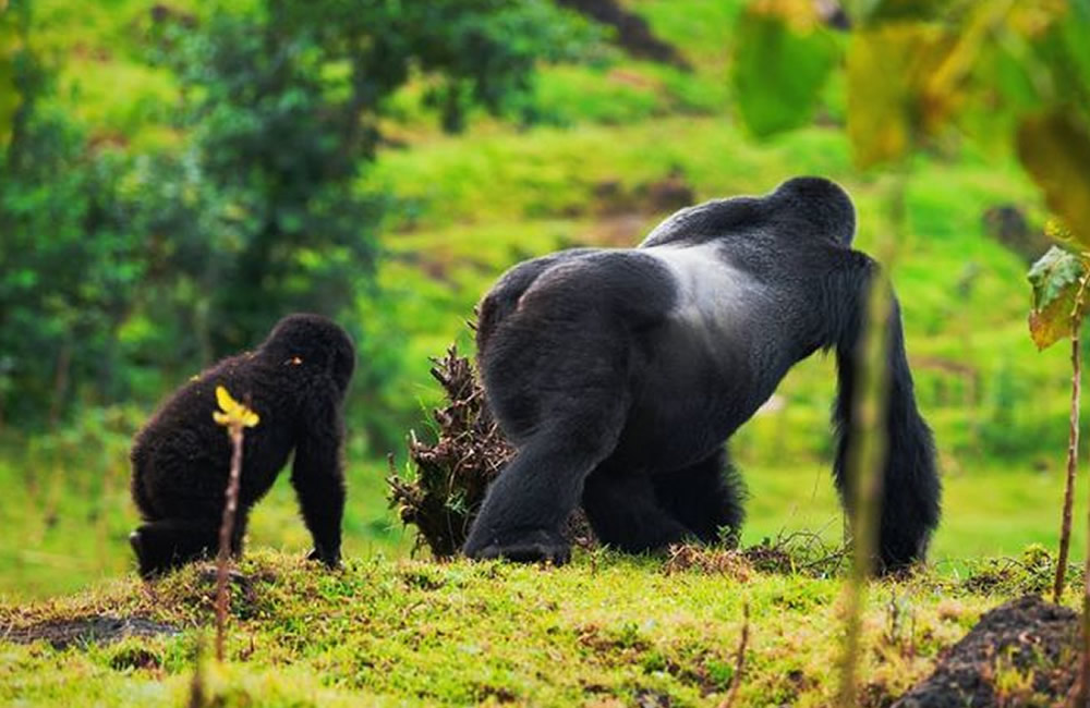 Responsible Tourism Good for Mountain Gorilla Conservation