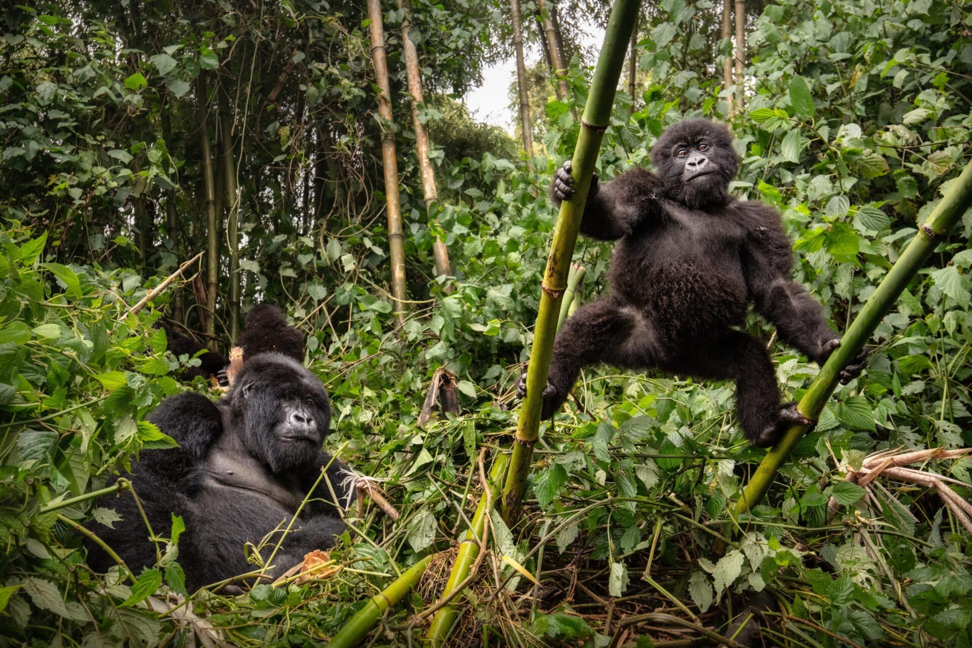 Visiting the Mountain Gorillas in Uganda