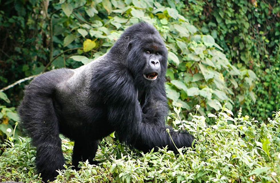 Rwanda Silvecback Gorilla