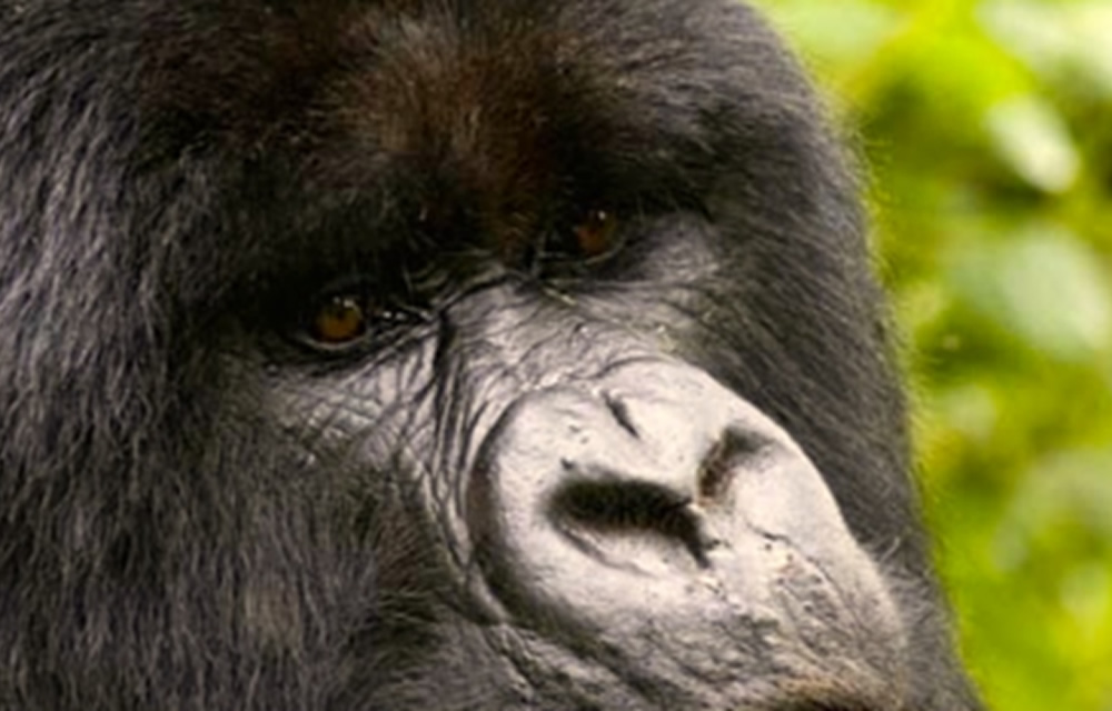 Why Mountain Gorillas Matter